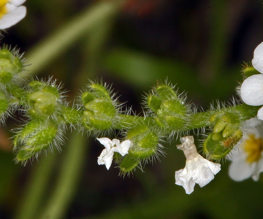 Plagiobothrys parishii flower