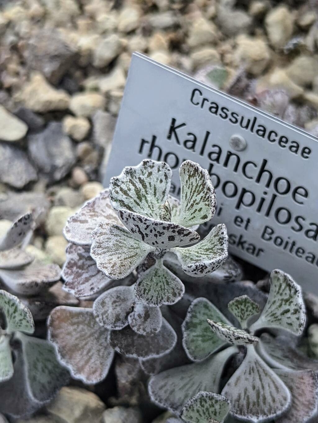 Kalanchoe rhombopilosa