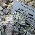Kalanchoe rhombopilosa
