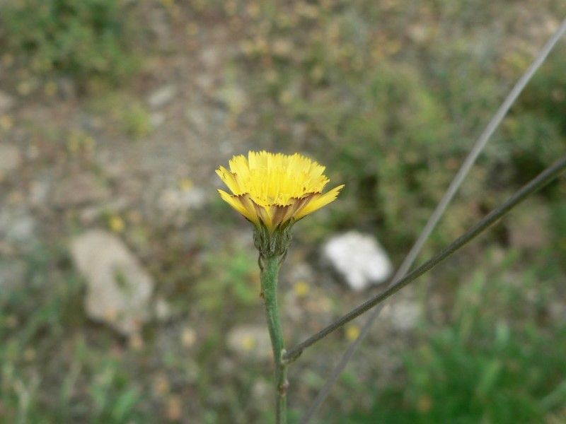 Tolpis virgata flower