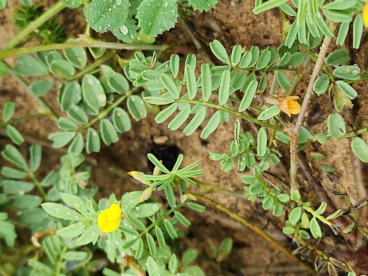 Hippocrepis bicontorta leaf