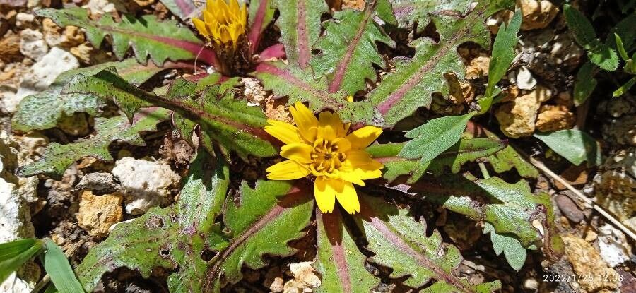 Hypochaeris eremophila flower