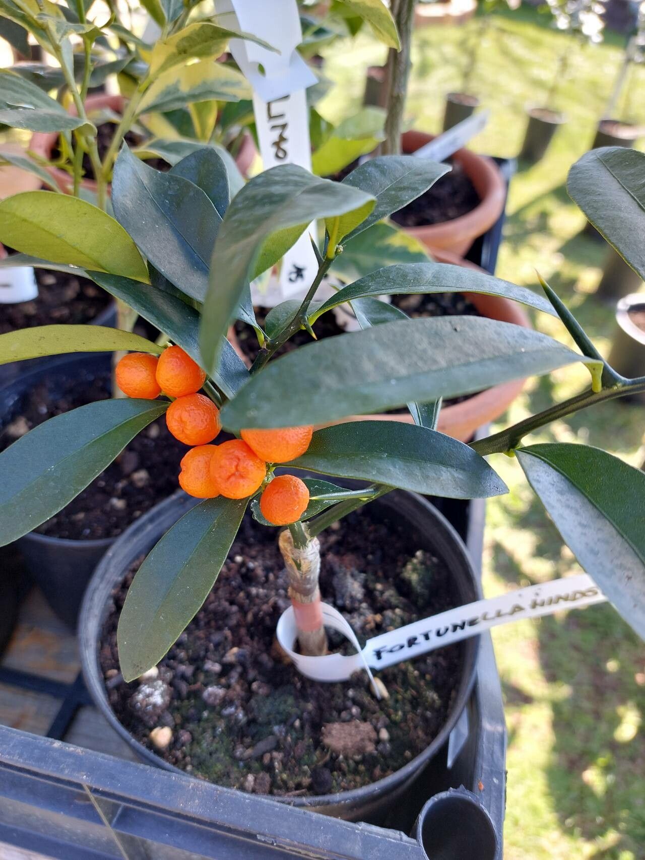 Fortunella hindsii fruit