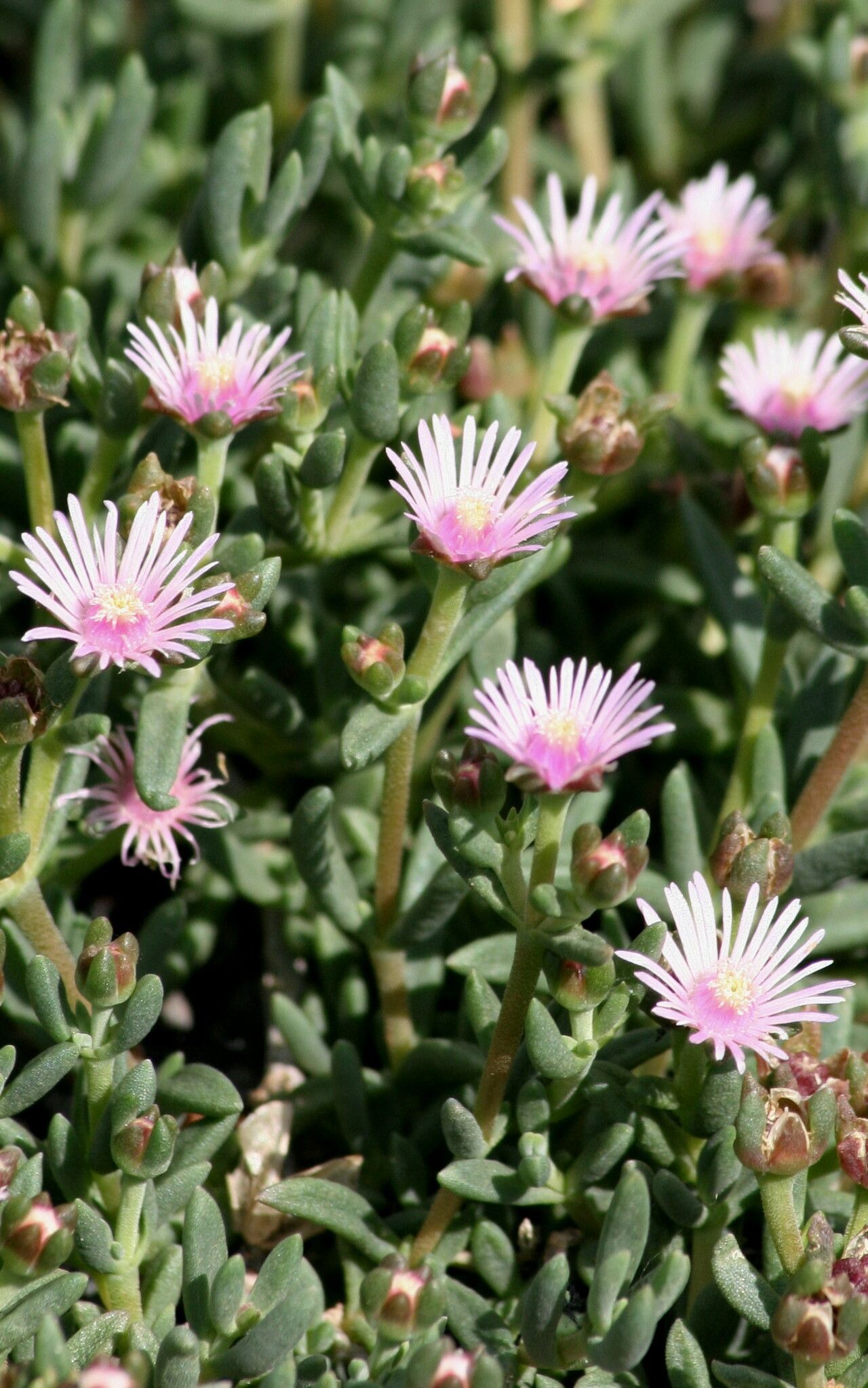 Delosperma kofleri — houseplant care guide
