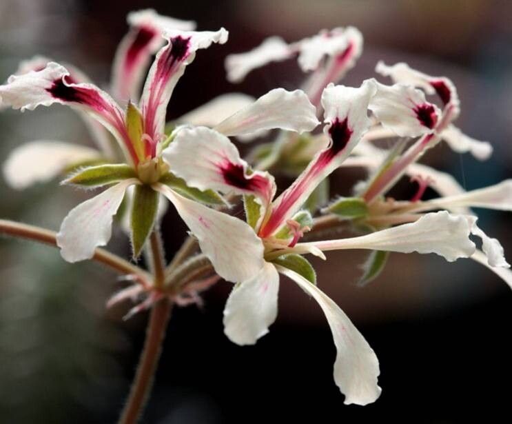 Pelargonium trifoliolatum flower