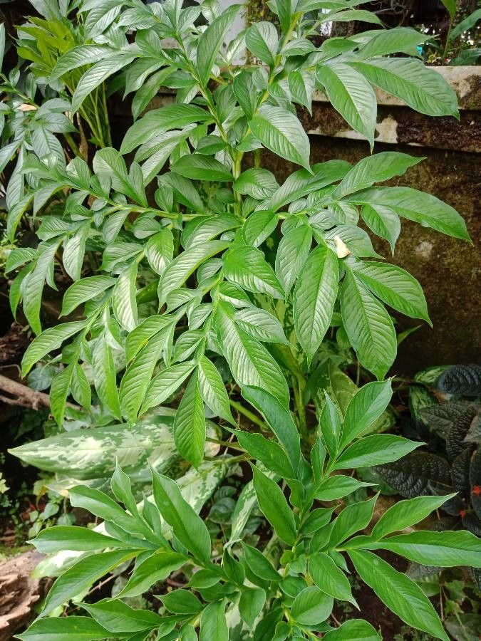 Amorphophallus muelleri leaf
