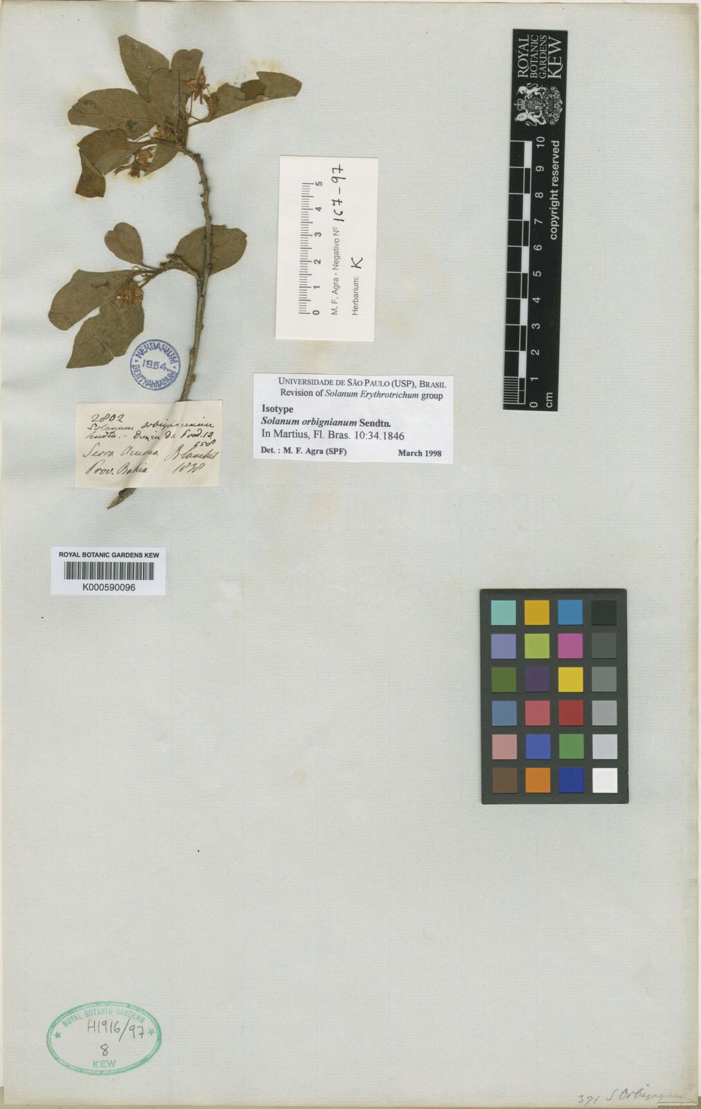 Solanum orbignianum — houseplant care guide