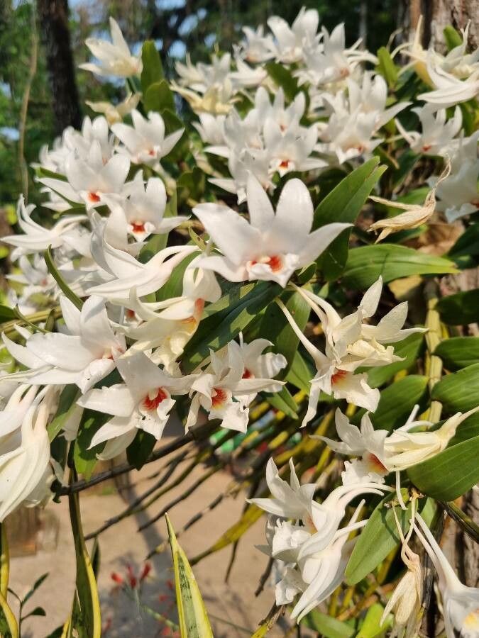 Dendrobium draconis — houseplant care guide