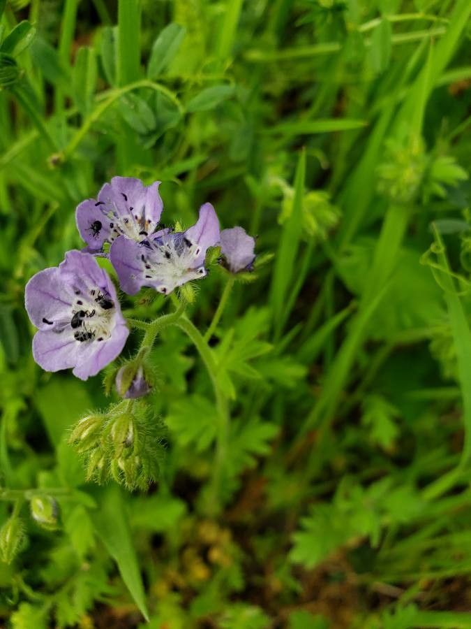 Phacelia hirsuta flower