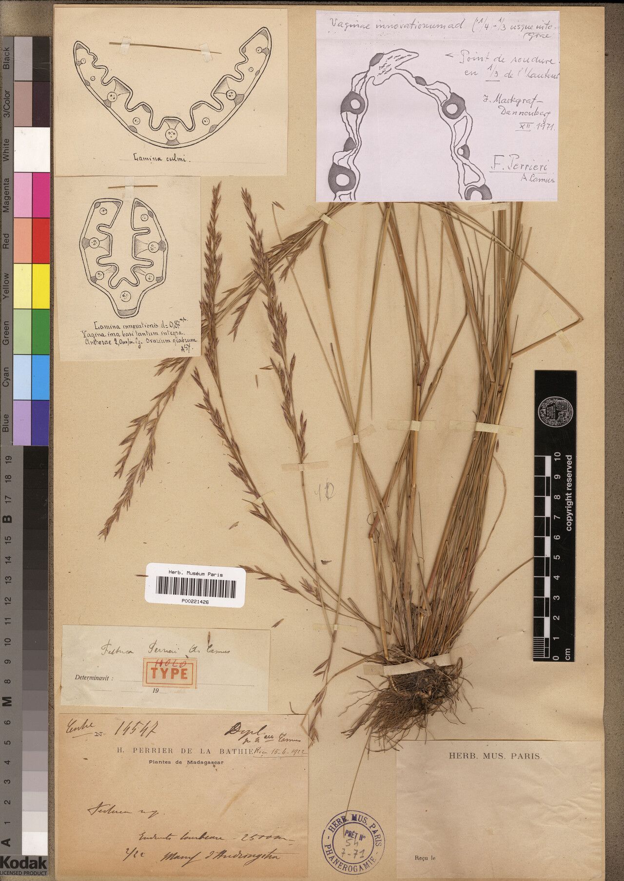 Festuca perrieri — houseplant care guide