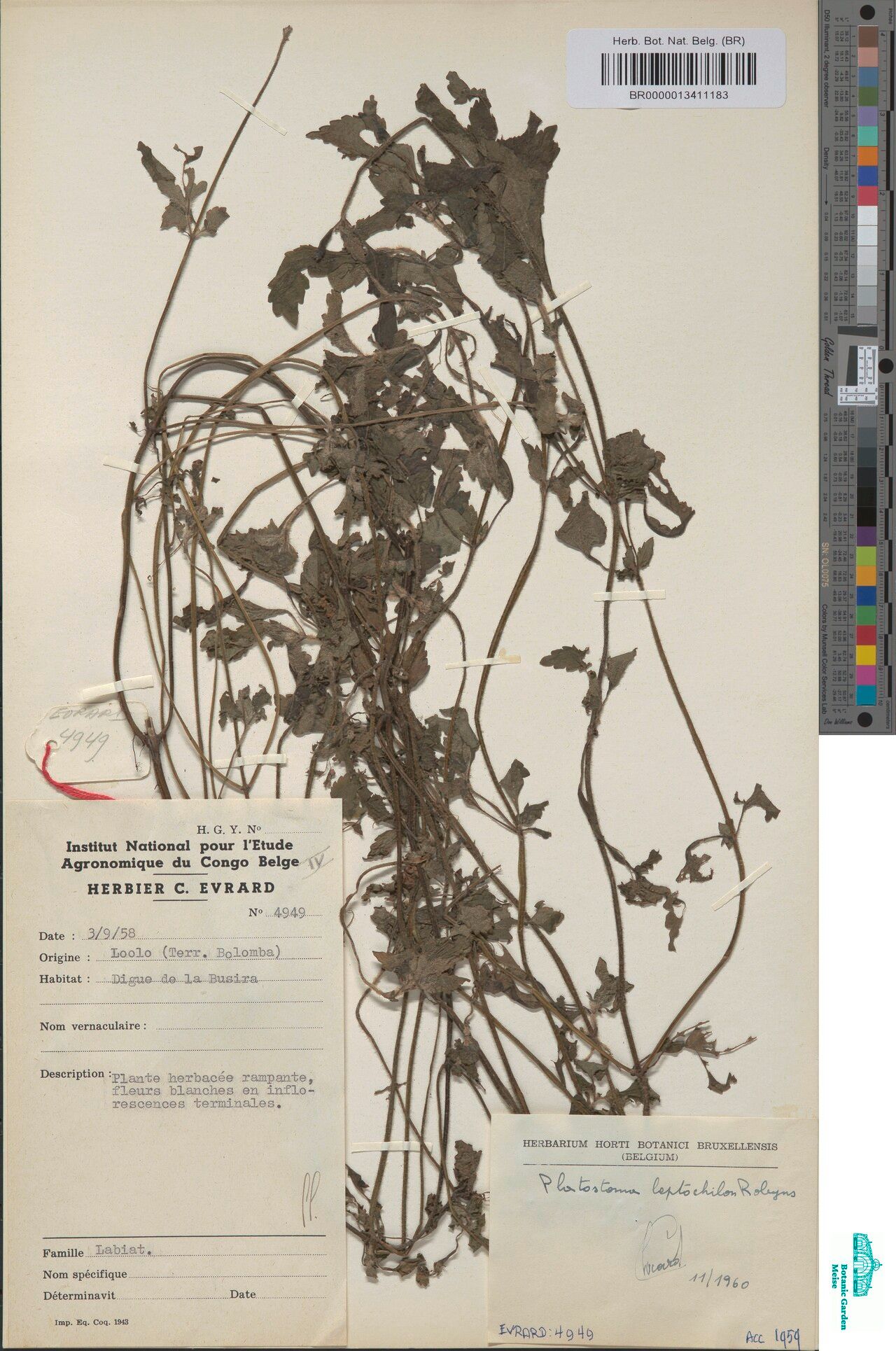 Platostoma leptochilon — houseplant care guide