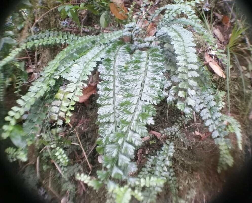 Asplenium stellatum — houseplant care guide