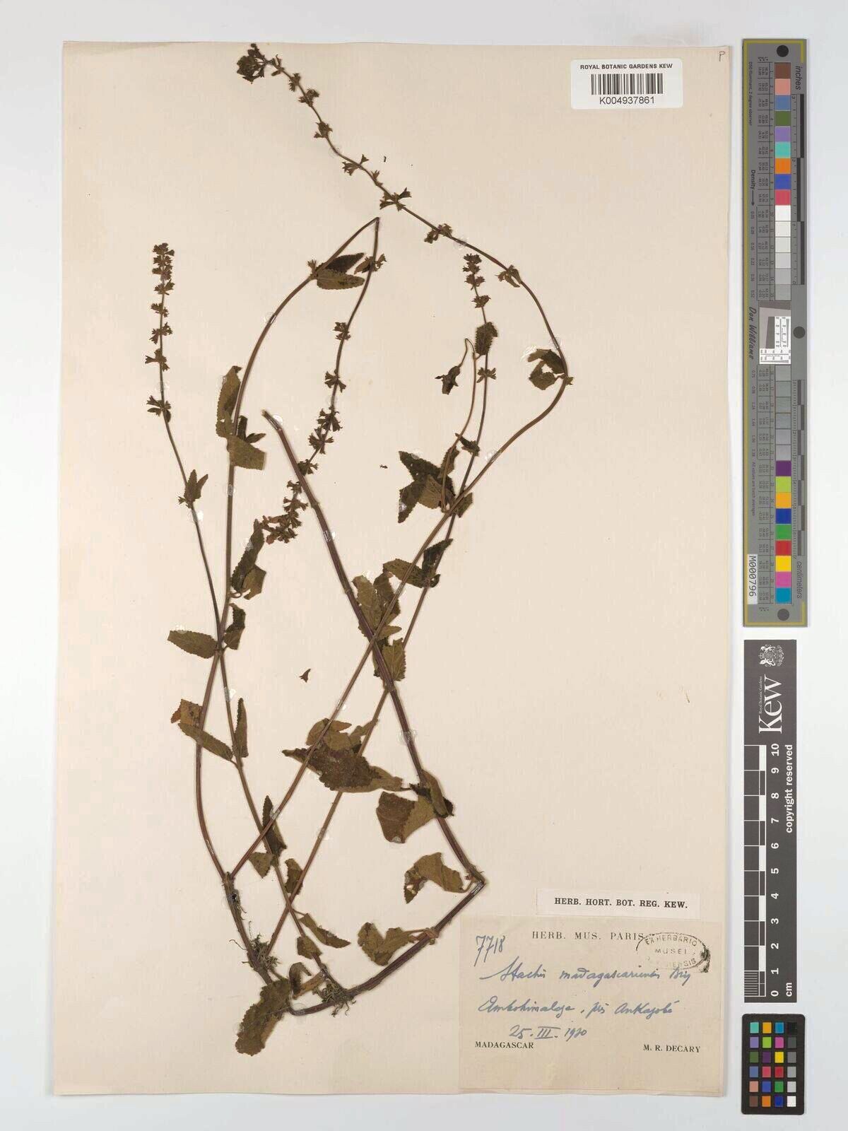 Stachys brachiata — search result for 'Stachys'