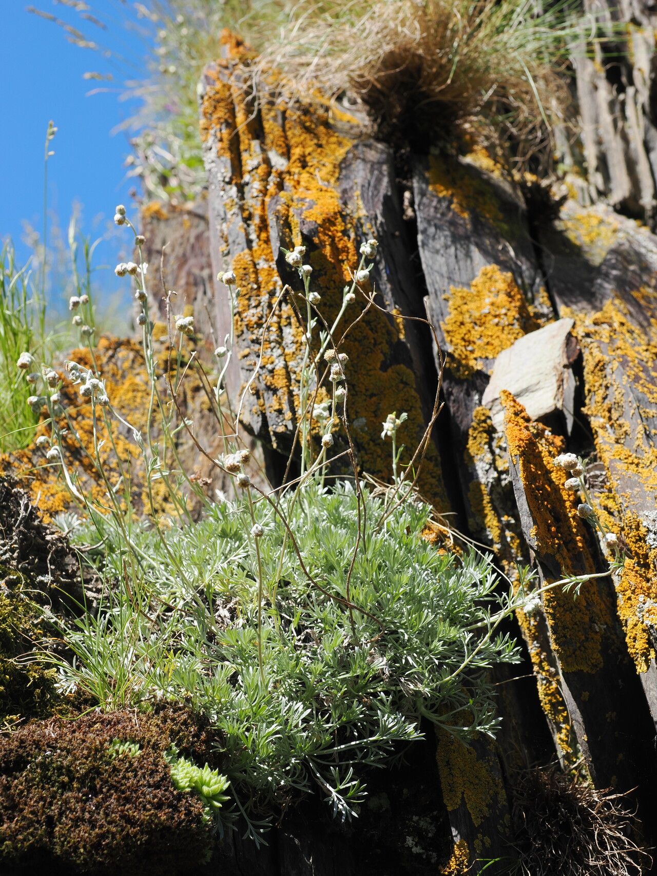 Artemisia splendens — search result for 'Artemisia'