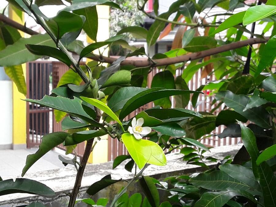 Citrus × aurantium flower