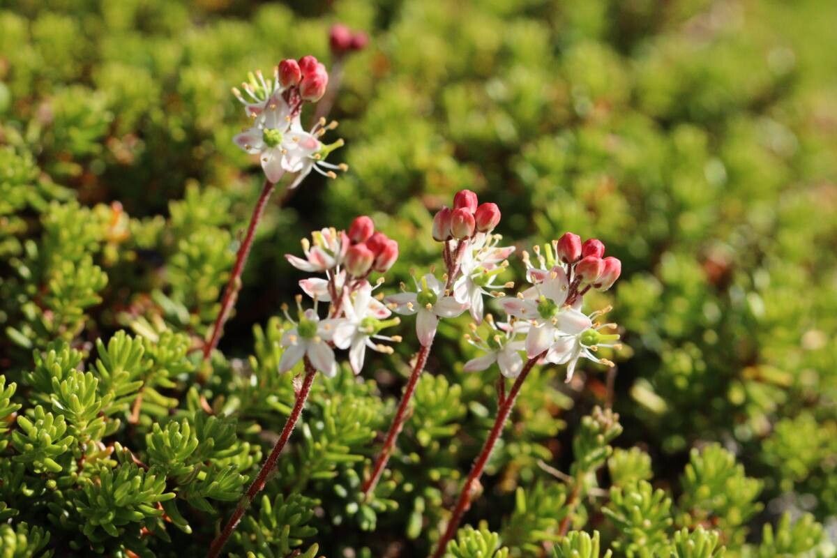 Bryanthus musciformis — related species from the same genus