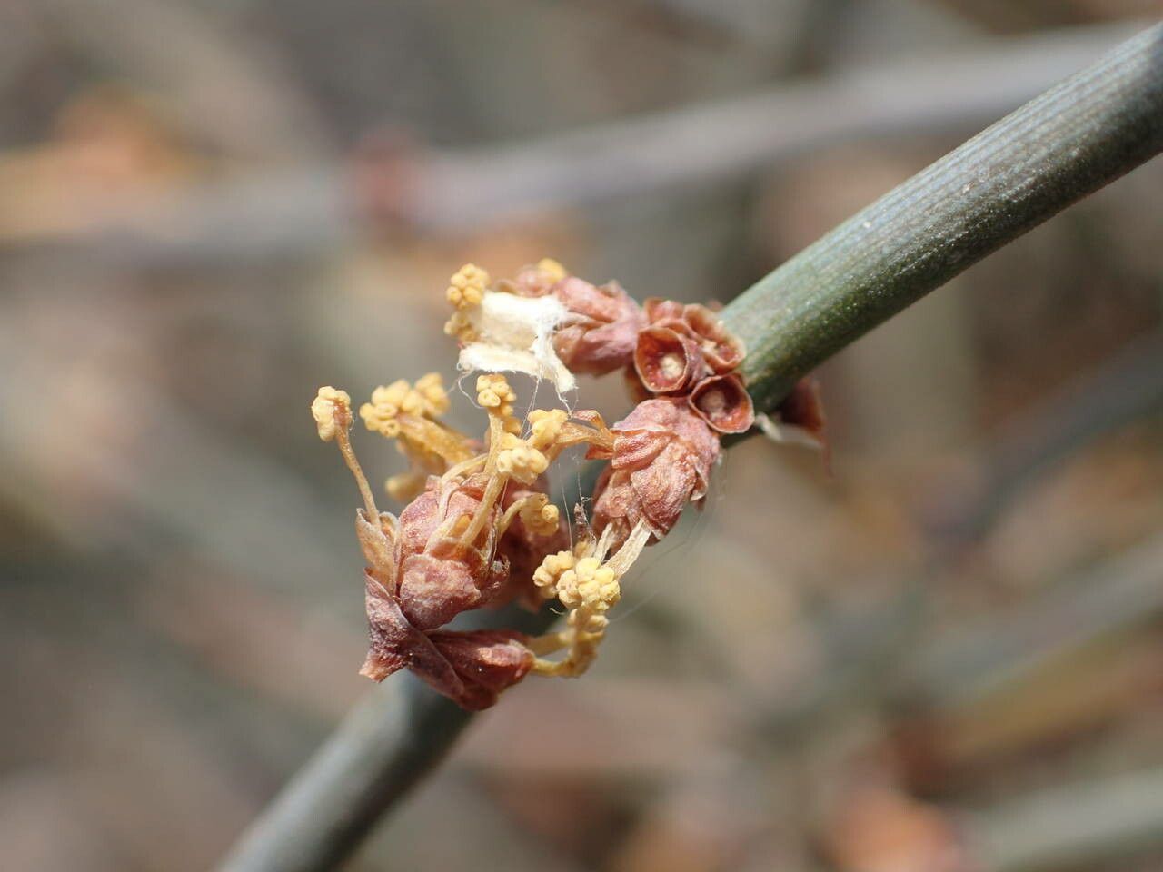 Ephedra fragilis flower