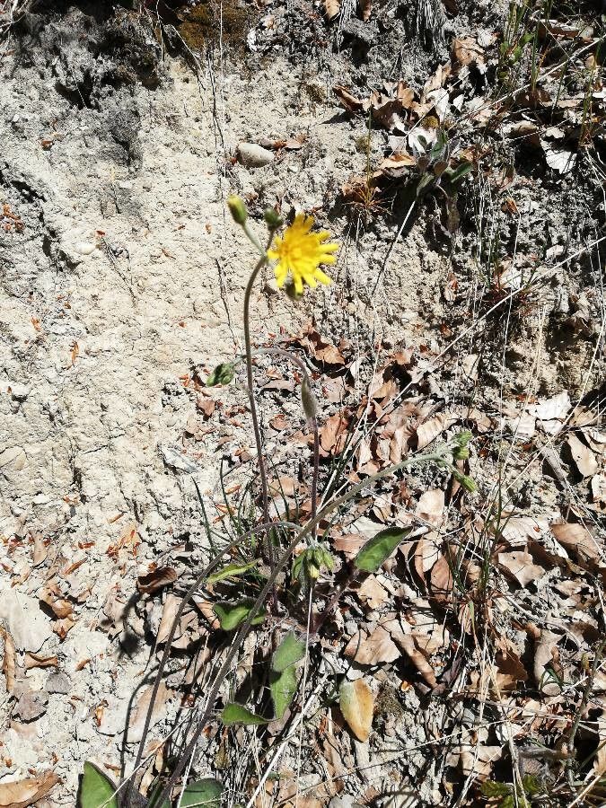 Hieracium fragile flower