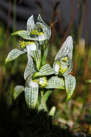 Chloraea magellanica flower