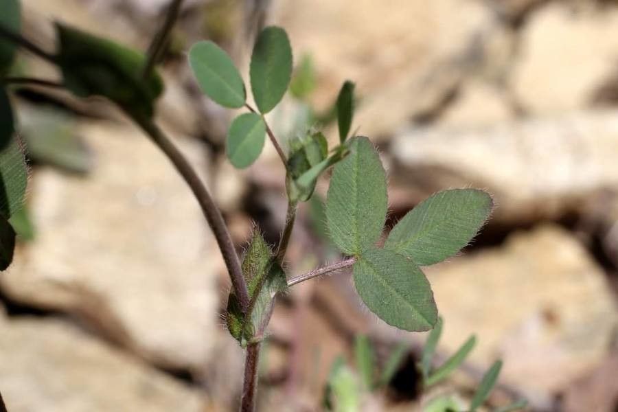 Trifolium grandiflorum — houseplant care guide