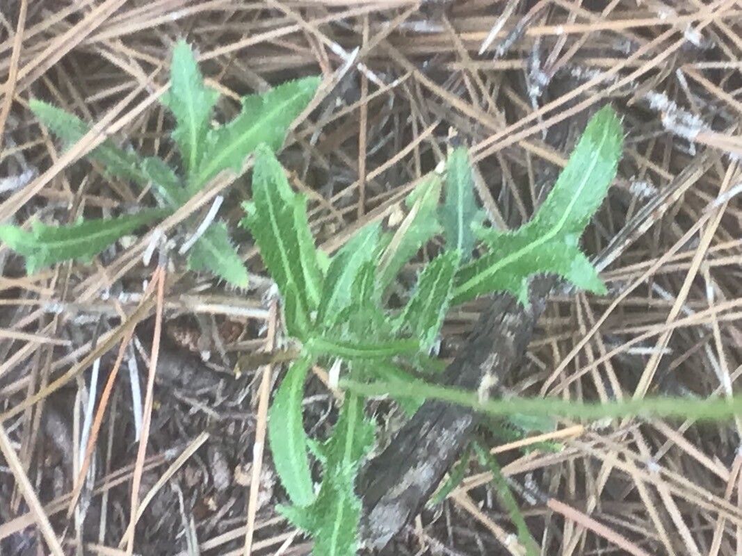 Biscutella valentina leaf