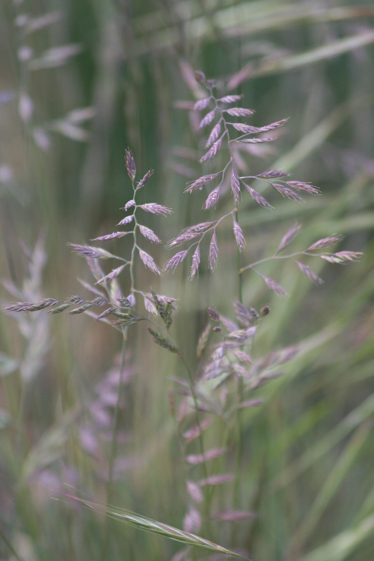 Festuca trachyphylla — houseplant care guide