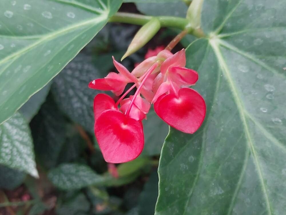 Begonia dichroa flower