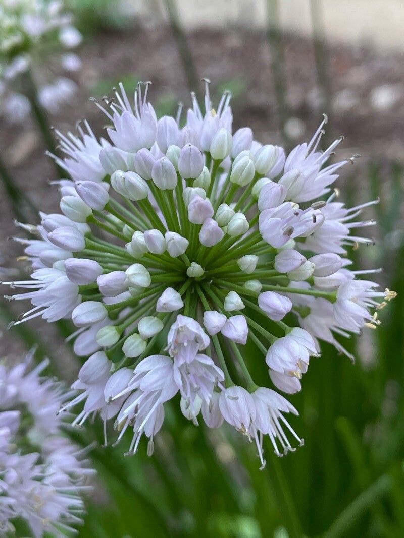 Allium senescens flower