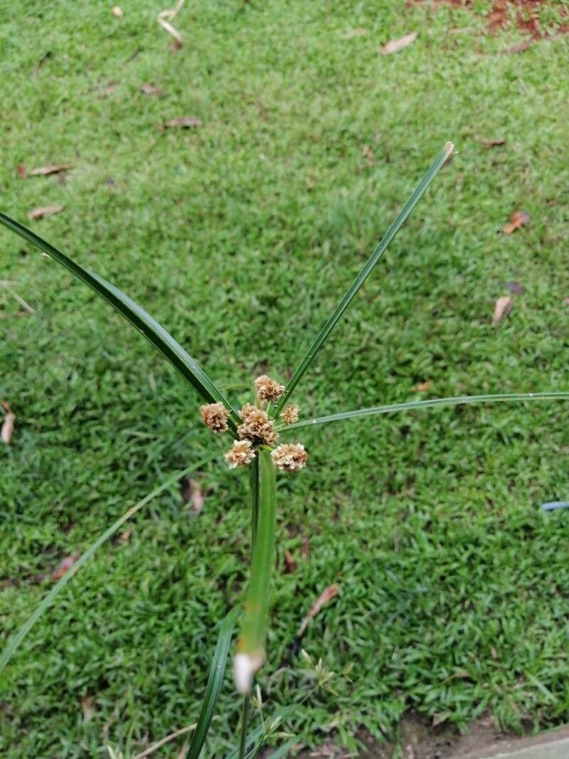 Cyperus luzulae leaf