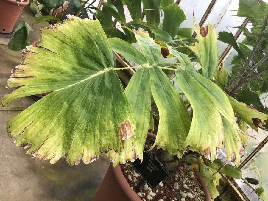 Aiphanes horrida — search result for 'Trinidad and Tobago'