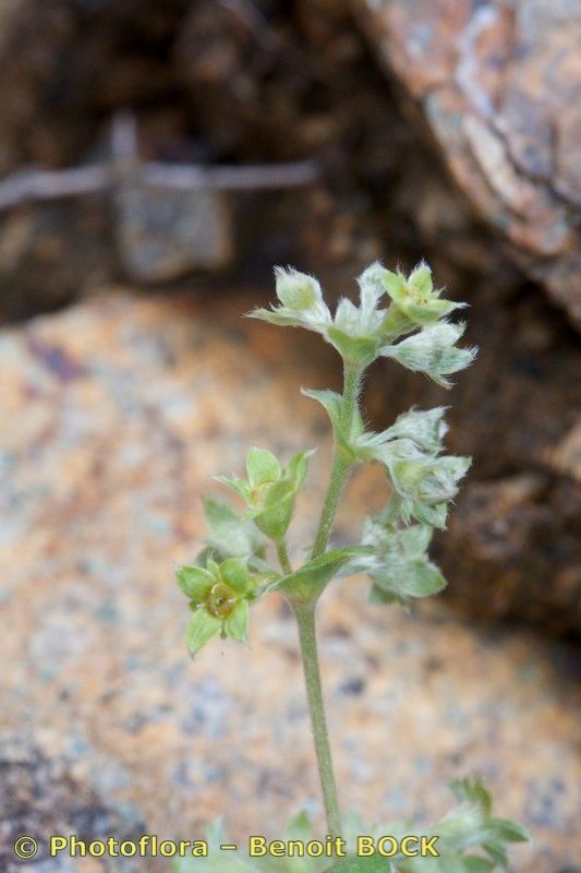 Alchemilla amphisericea other