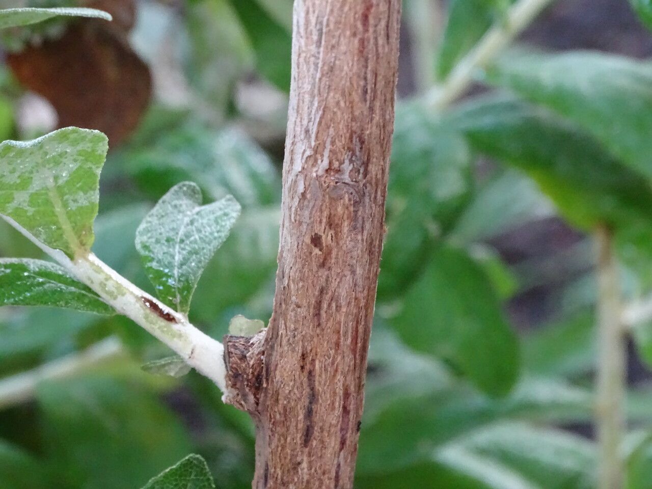 Brachylaena huillensis bark