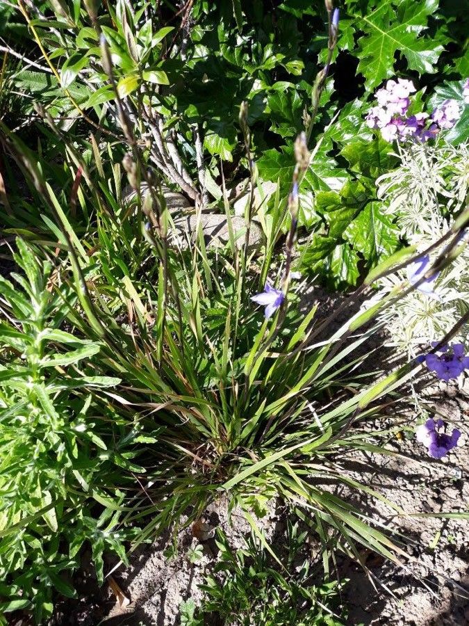 Orthrosanthus multiflorus flower