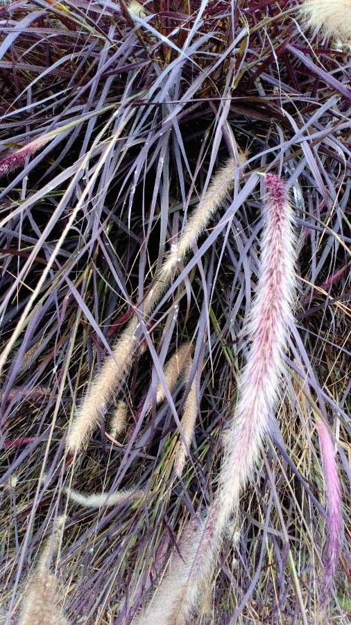 Pennisetum pedicellatum leaf