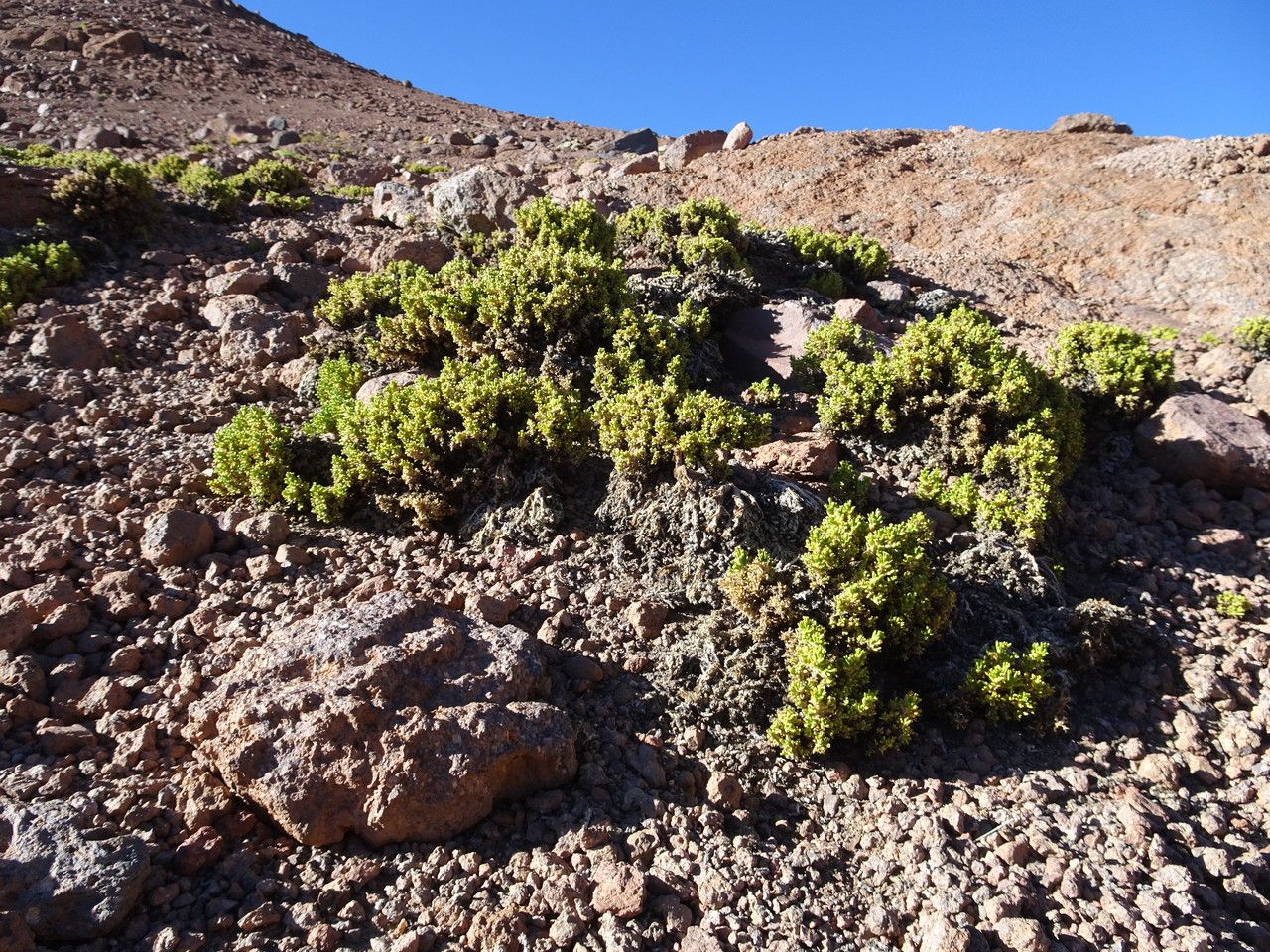 Werneria pseudodigitata habit