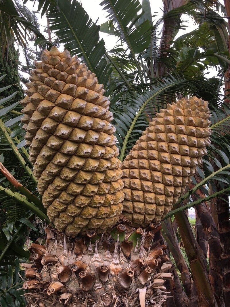 Encephalartos senticosus flower