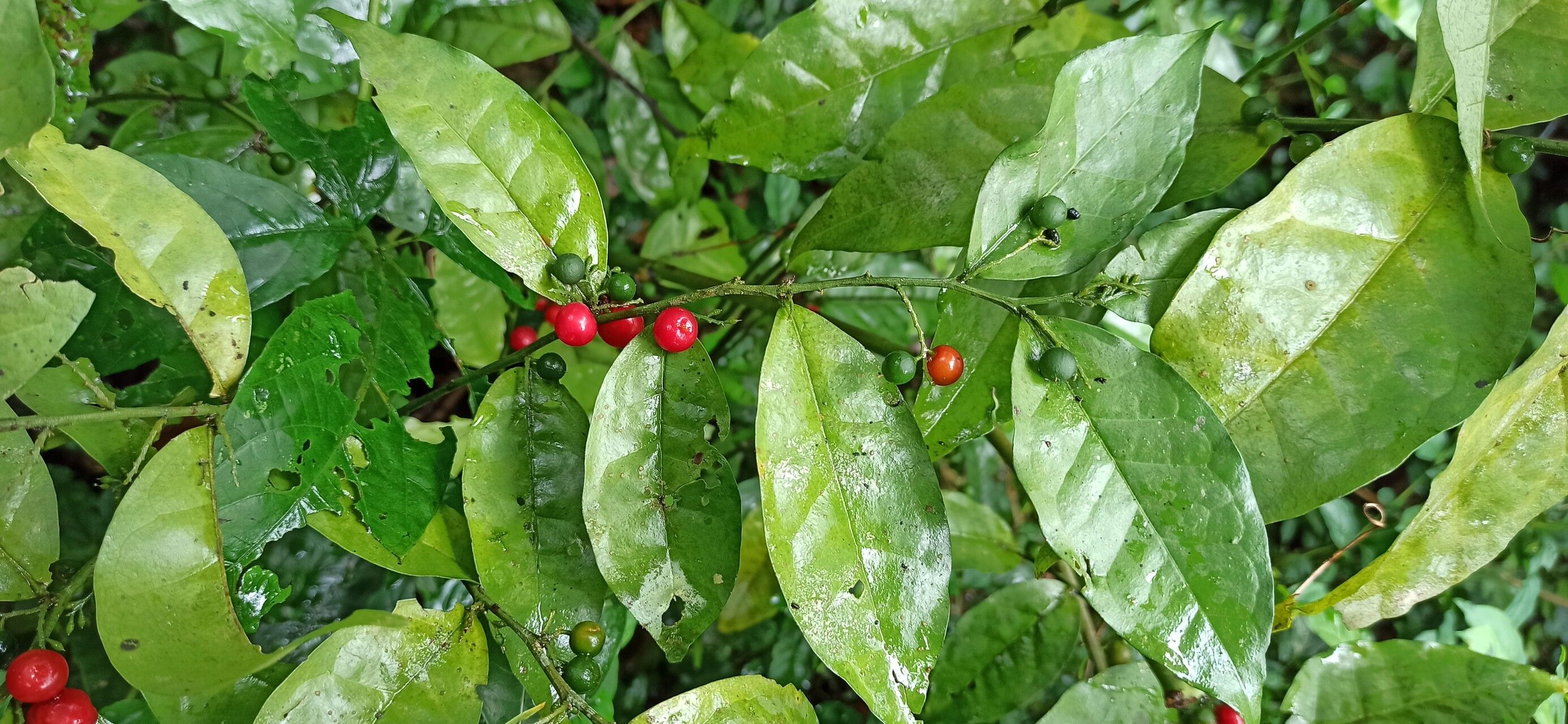 Olax gambecola fruit