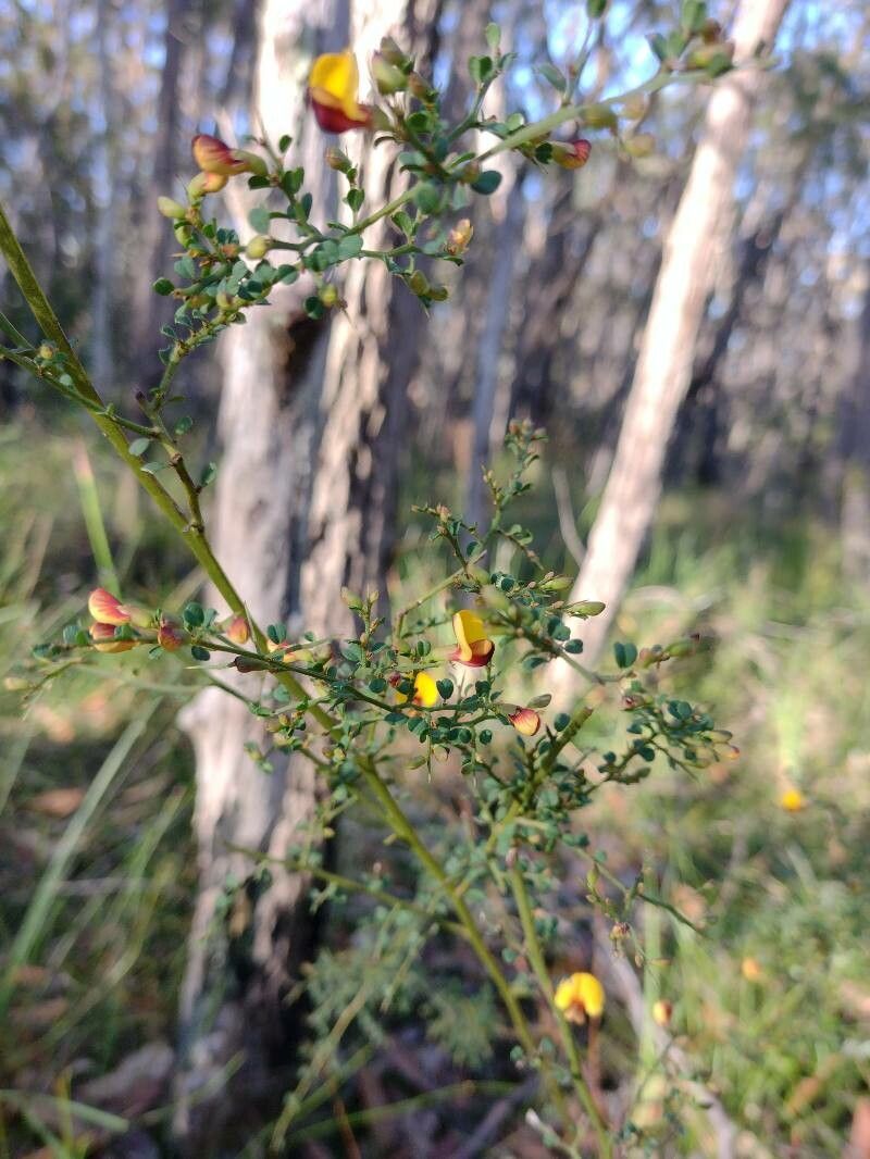 Bossiaea obcordata habit