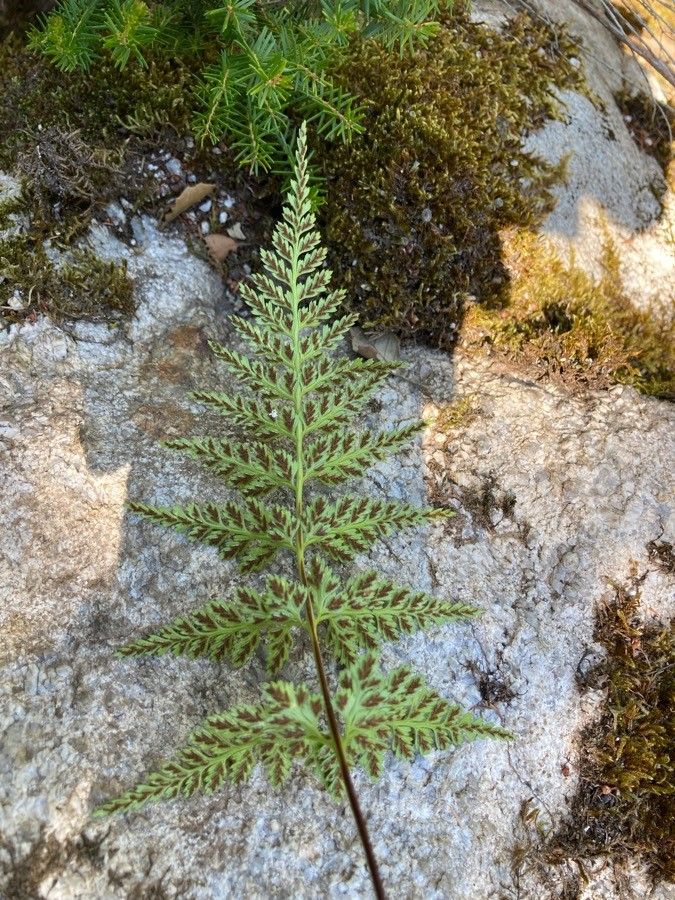 Asplenium onopteris fruit