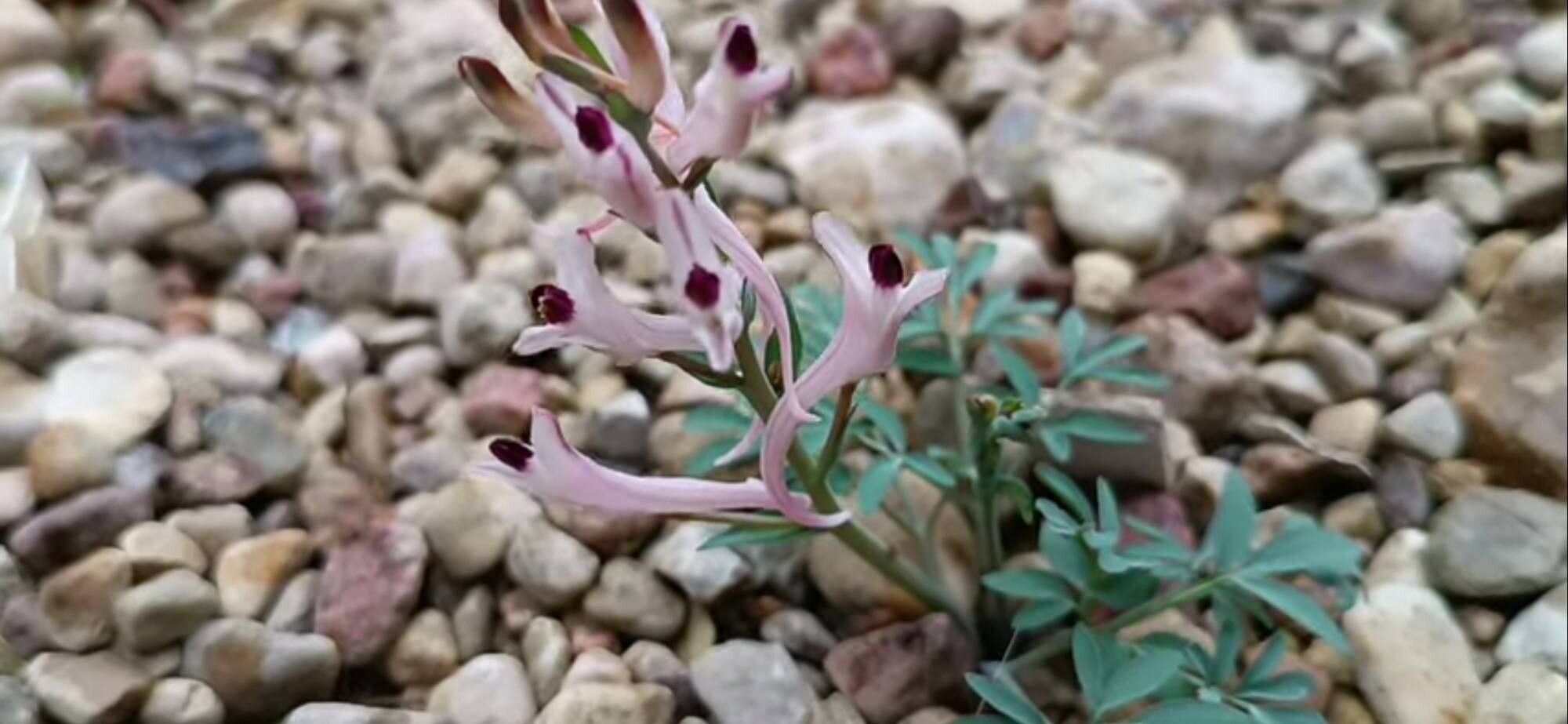 Corydalis schanginii flower