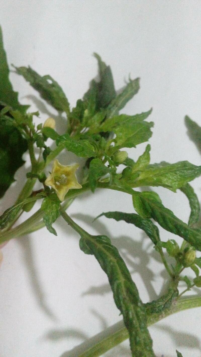 Physalis minima flower
