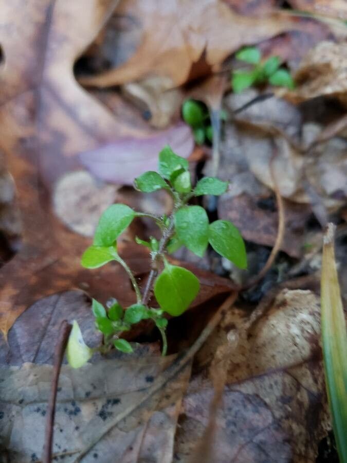 Spergula pentandra — houseplant care guide