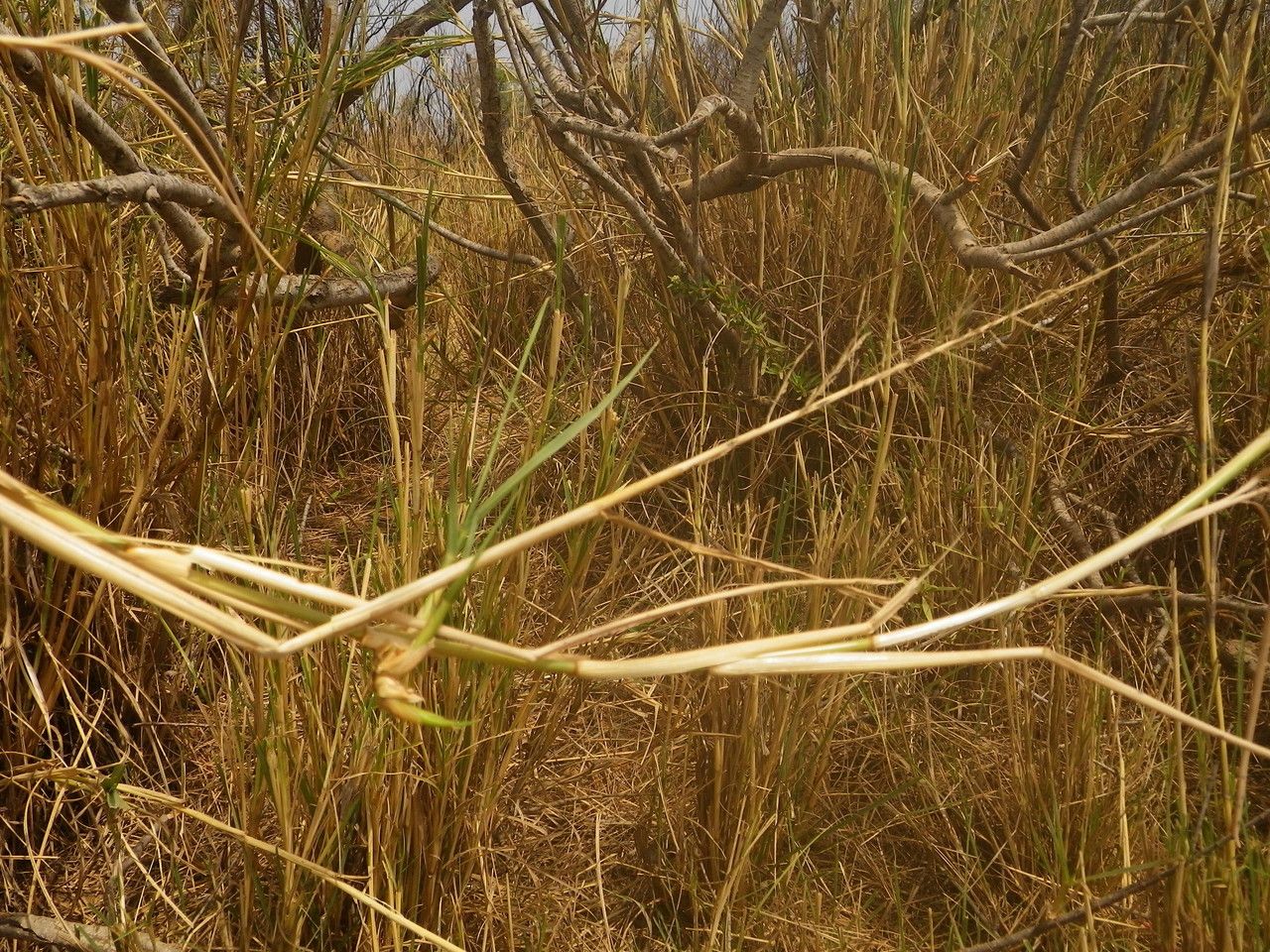 Sporobolus consimilis leaf