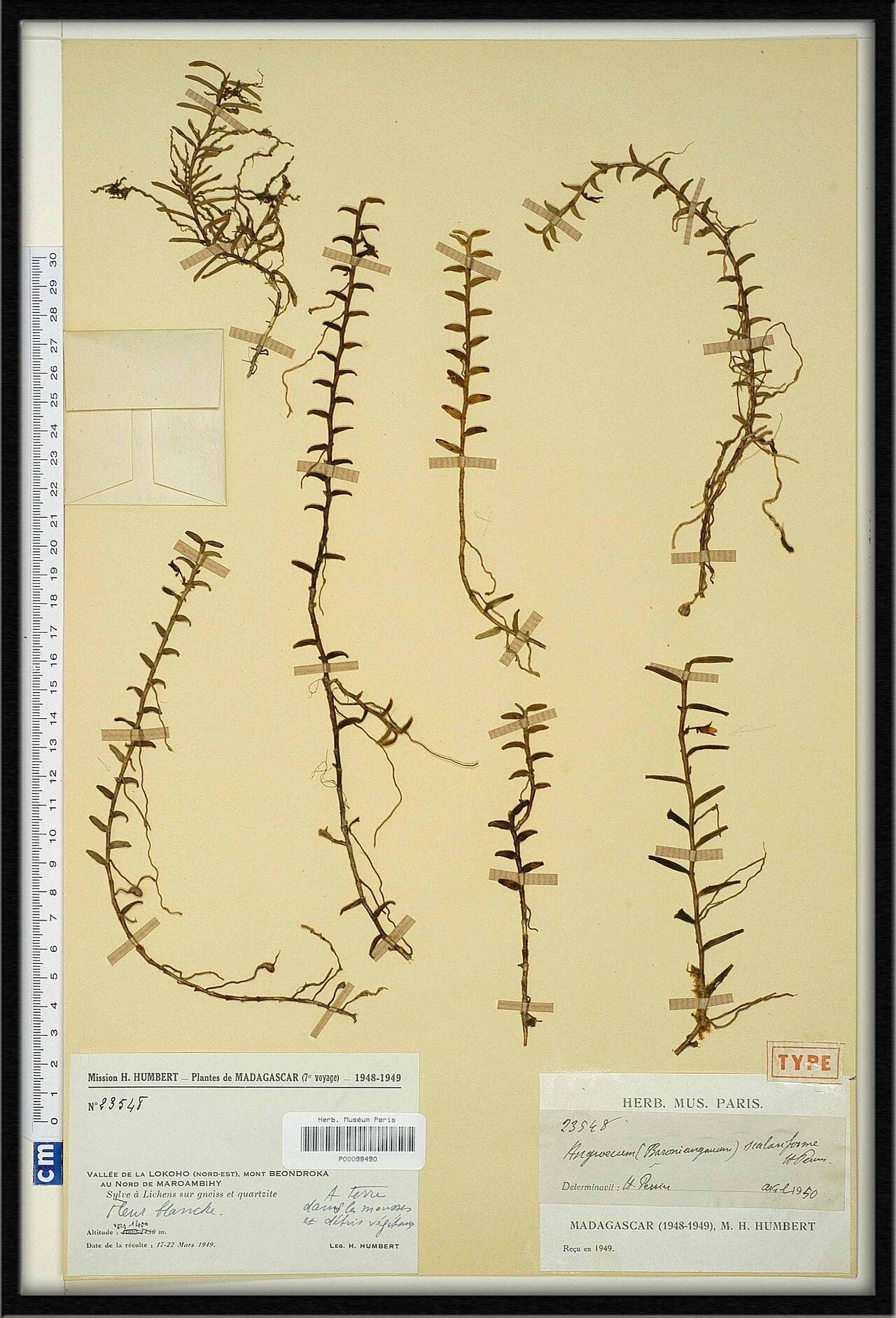 Angraecum scalariforme — houseplant care guide