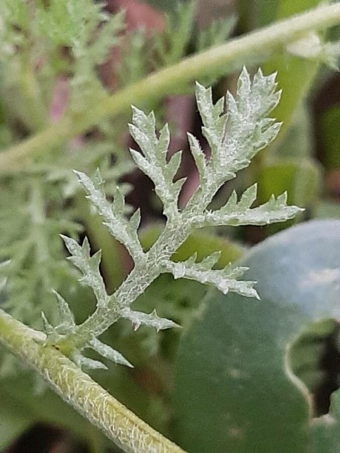 Anthemis arvensis leaf