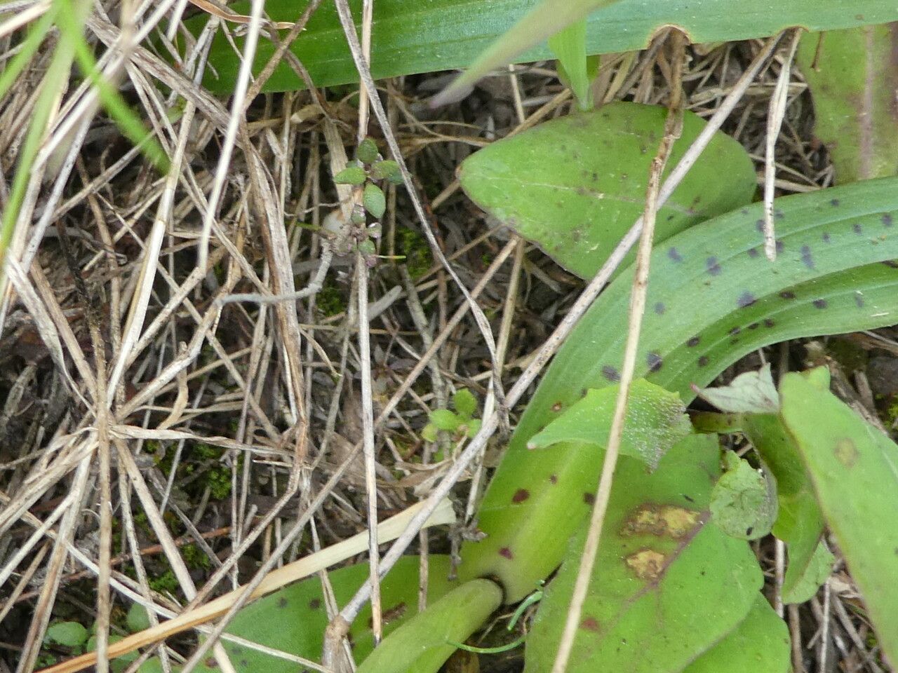 Orchis olbiensis leaf