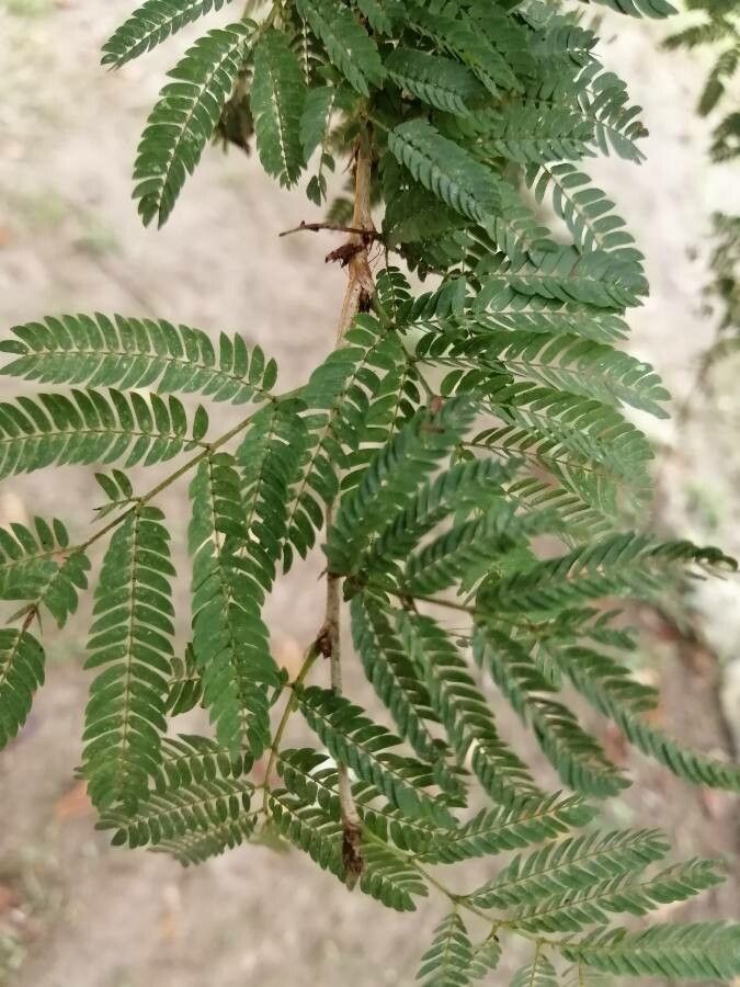 Calliandra calothyrsus leaf