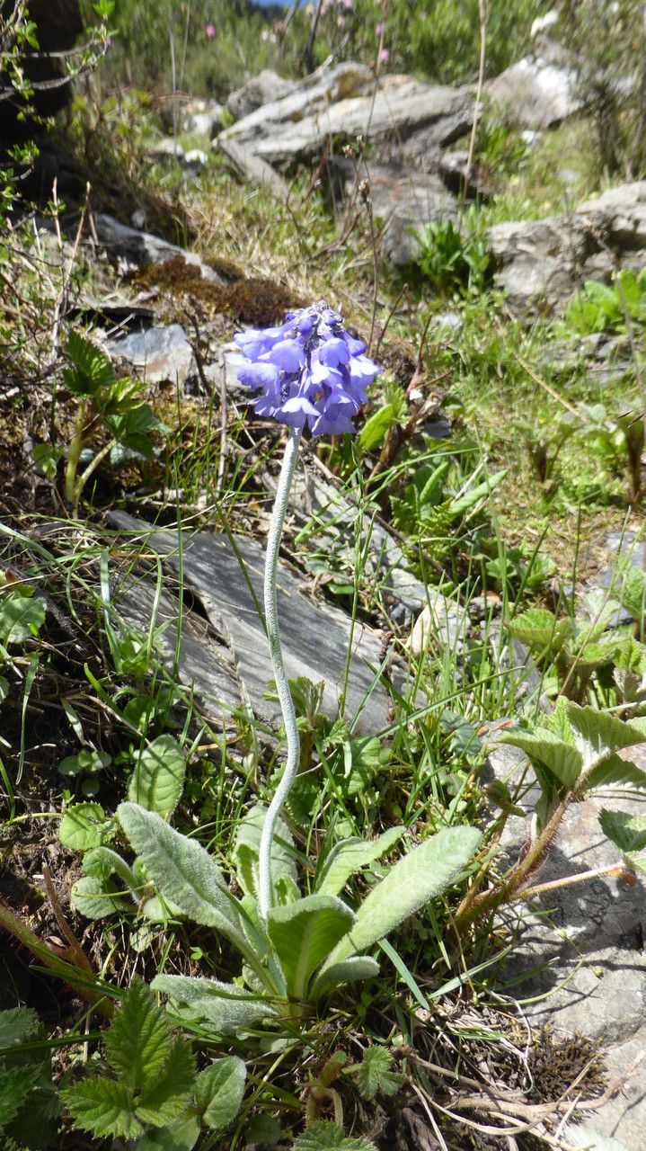 Primula bellidifolia — houseplant care guide