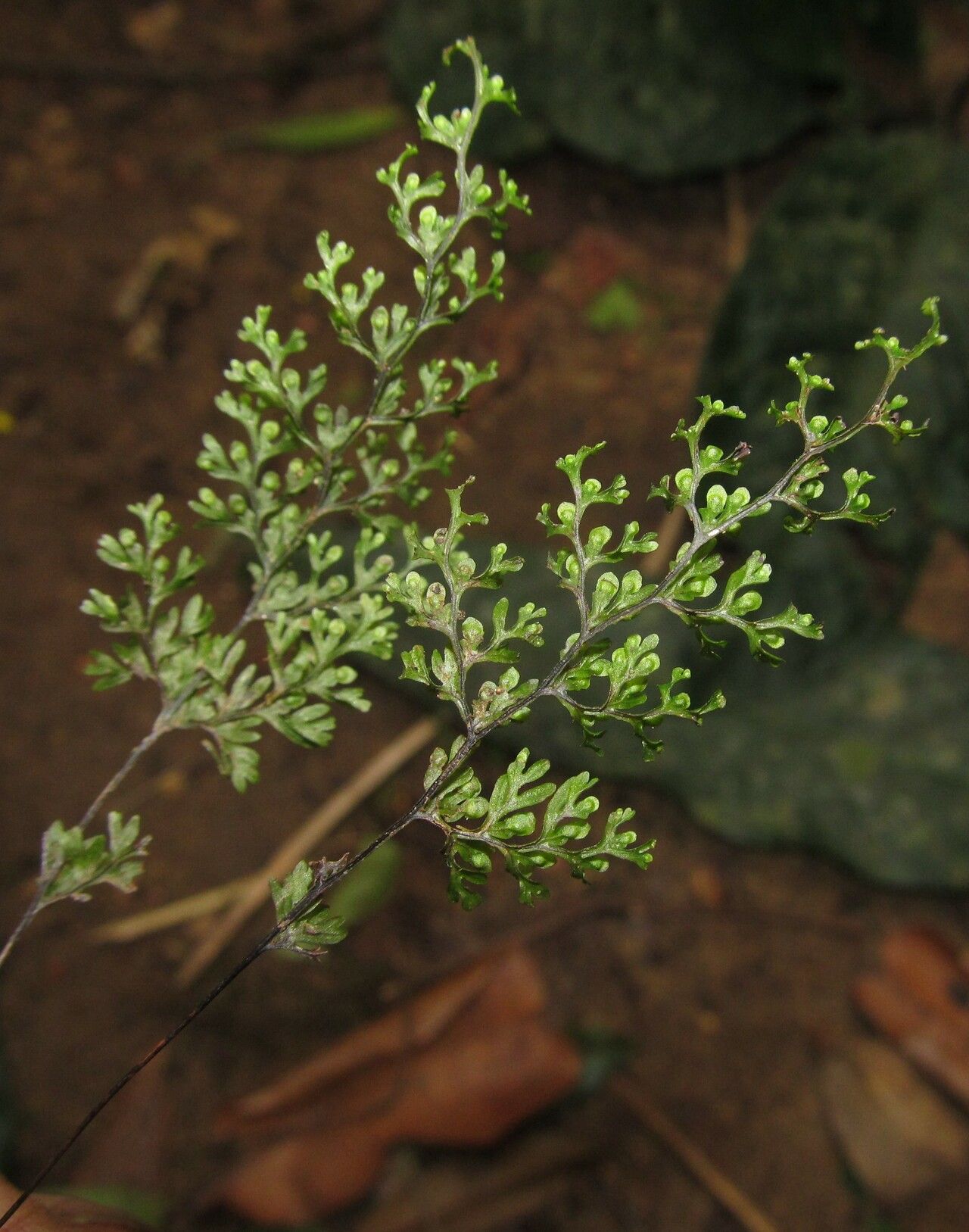 Hymenophyllum kuhnii leaf