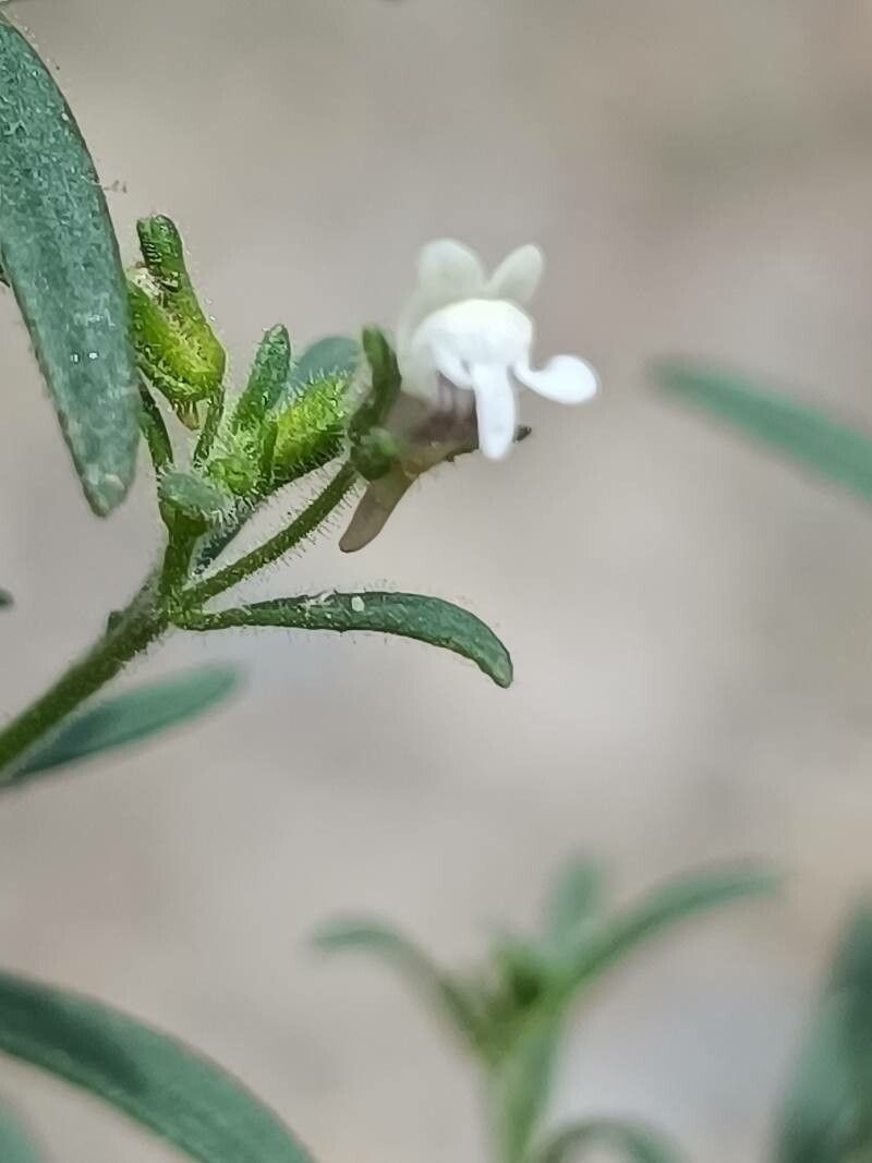 Chaenorhinum minus flower
